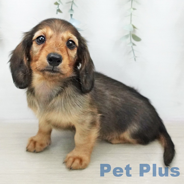 ミニチュア・ダックスフンドの写真2