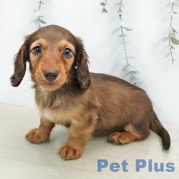 ミニチュア・ダックスフンドの写真2