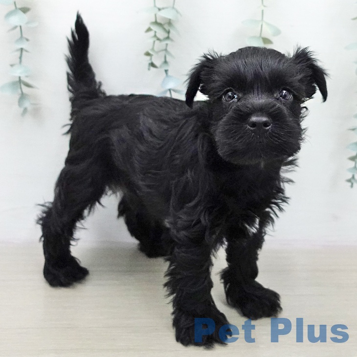 ミニチュア・シュナウザーの写真2