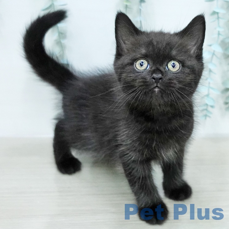 ブリティッシュショートヘア