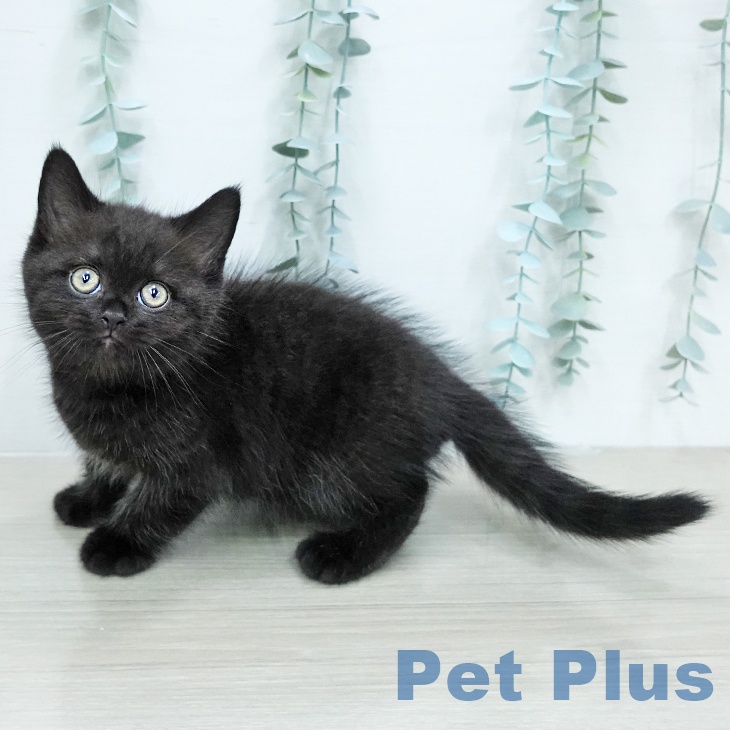 ブリティッシュショートヘア