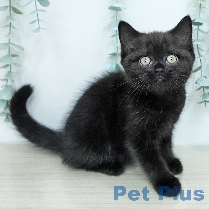 ブリティッシュショートヘア