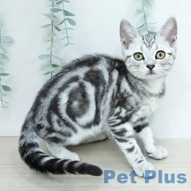 アメリカンショートヘア