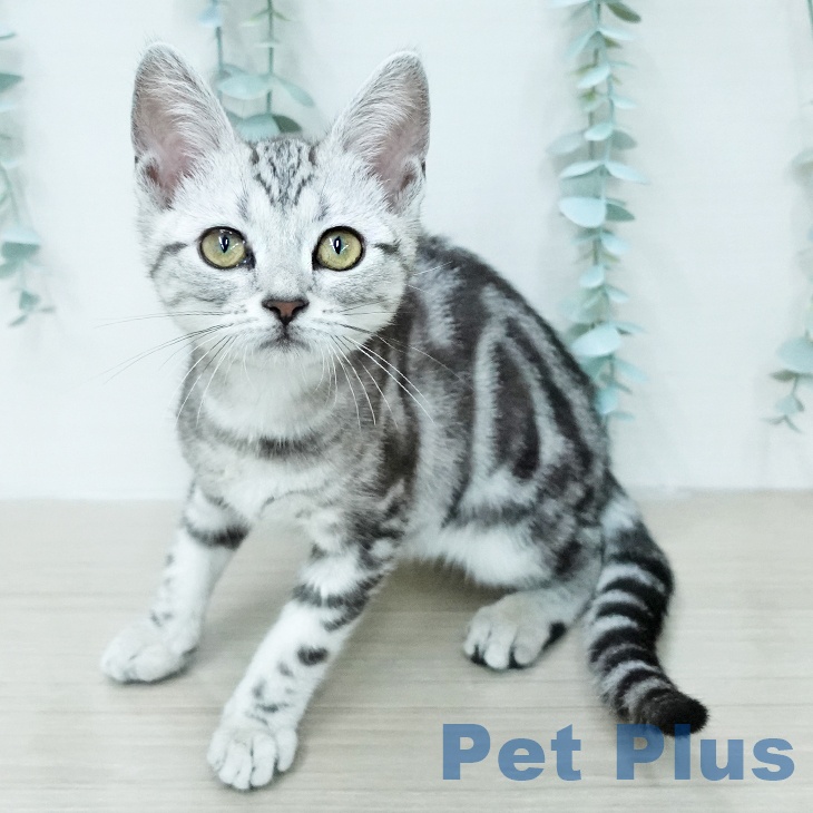 アメリカンショートヘアの写真2