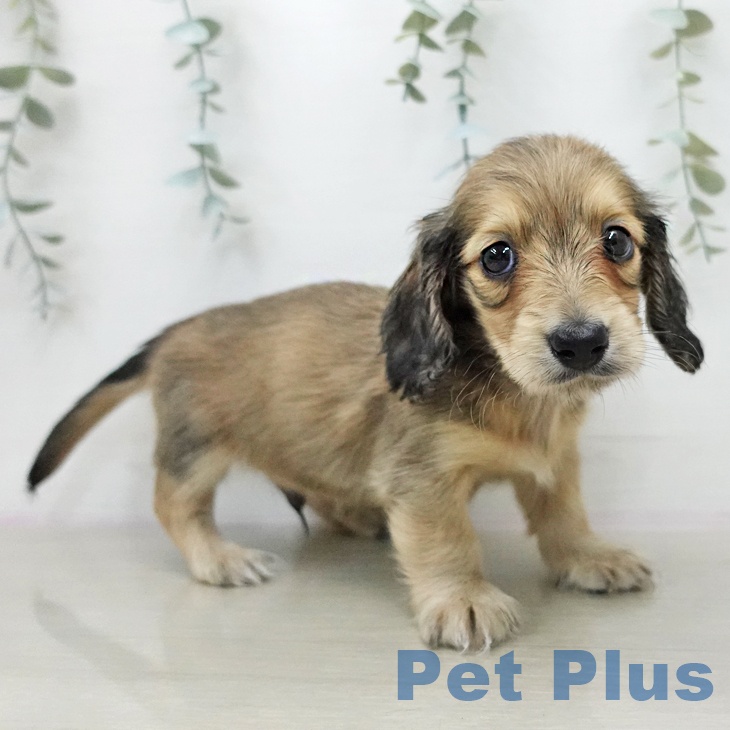 ミニチュア・ダックスフンドの写真2