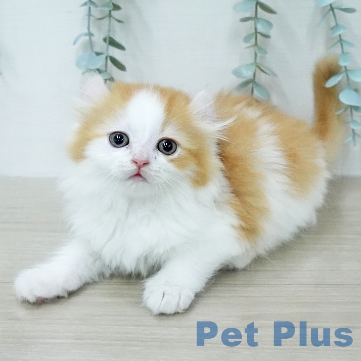 アメリカンカールの写真2