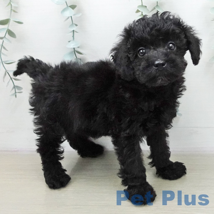 トイ・プードルの写真2