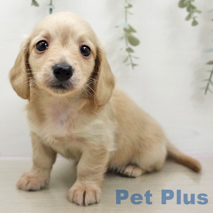 ミニチュア・ダックスフンド