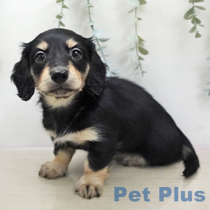 ミニチュア・ダックスフンド