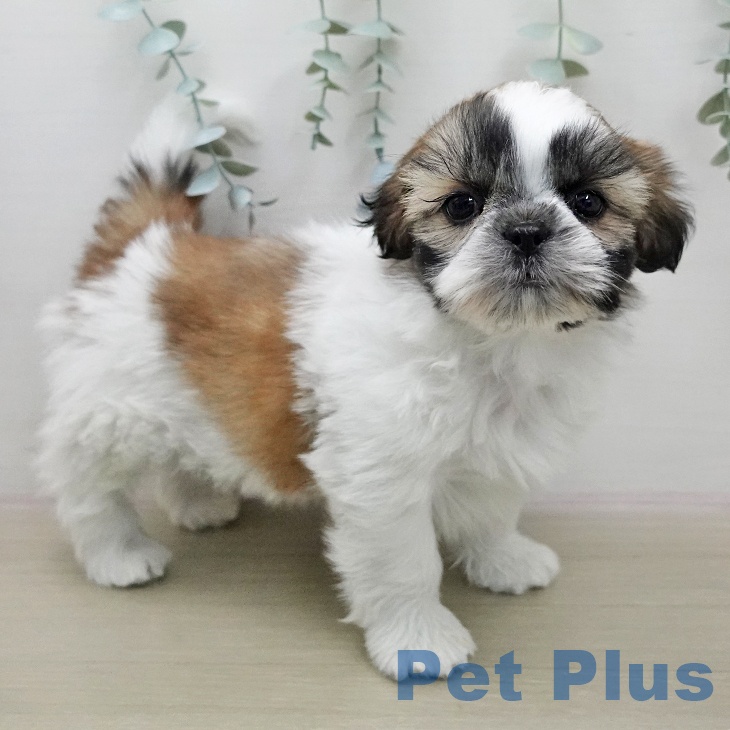 シー・ズーの写真2