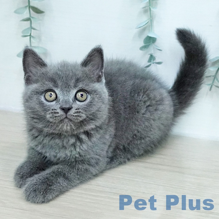 ブリティッシュショートヘア