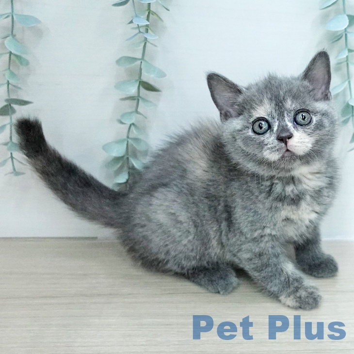 ブリティッシュショートヘアの写真2