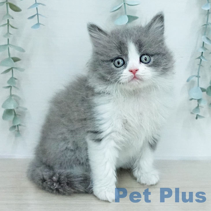 ブリティッシュショートヘアの写真2