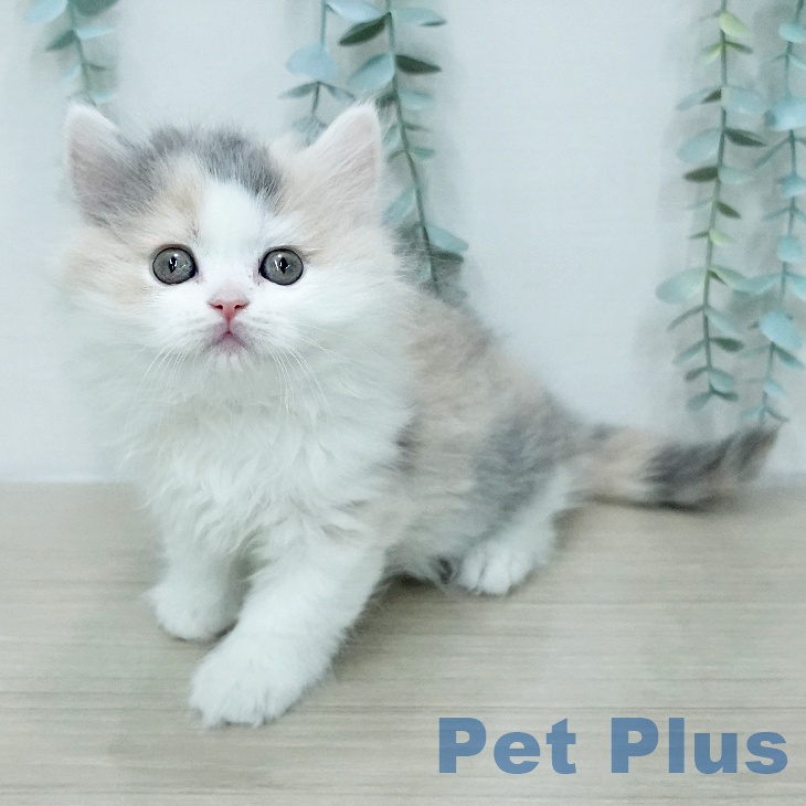 ブリティッシュショートヘア