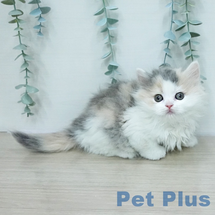 ブリティッシュショートヘアの写真2