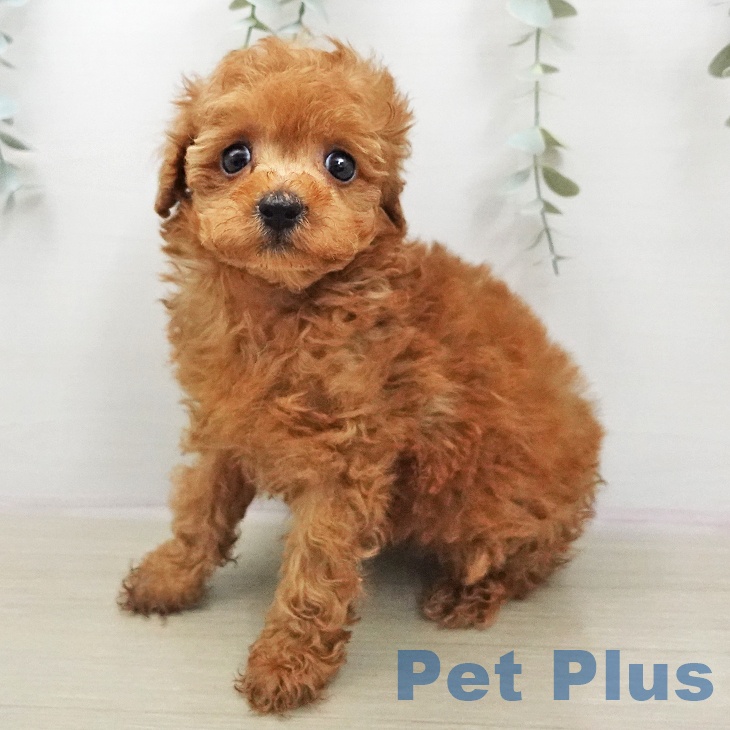 トイ・プードル