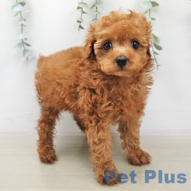 トイ・プードルの写真2