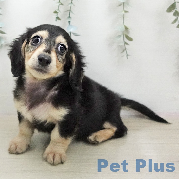 ミニチュア・ダックスフンド