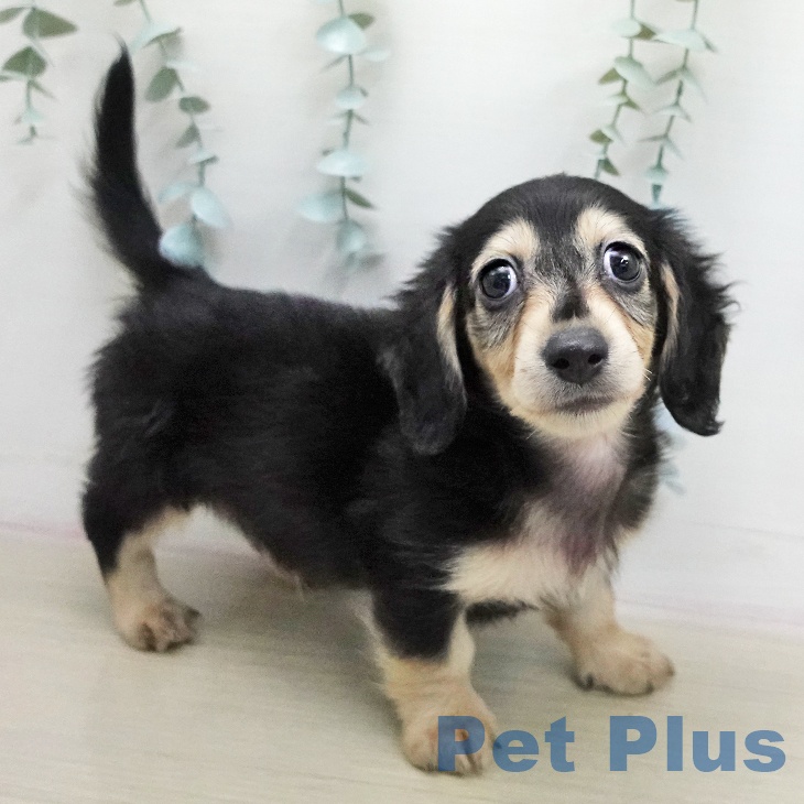 ミニチュア・ダックスフンド