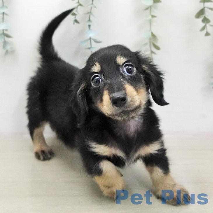 ミニチュア・ダックスフンド