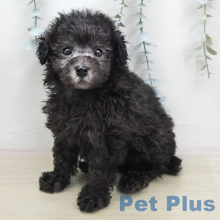 トイ・プードル