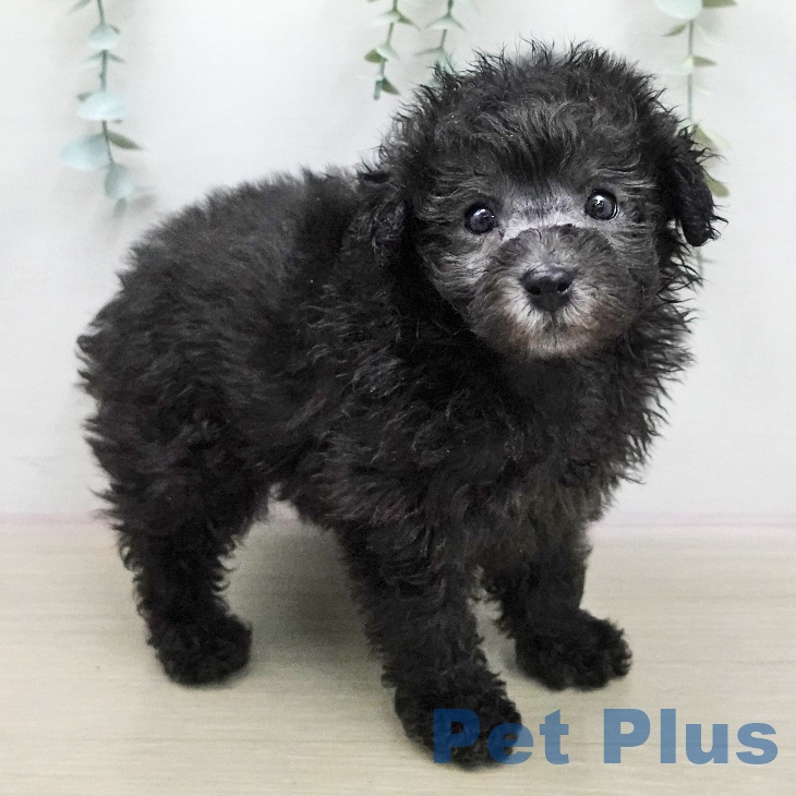 トイ・プードルの写真2