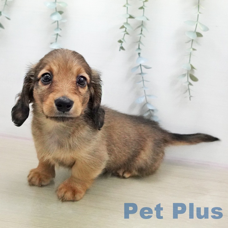 ミニチュア・ダックスフンド