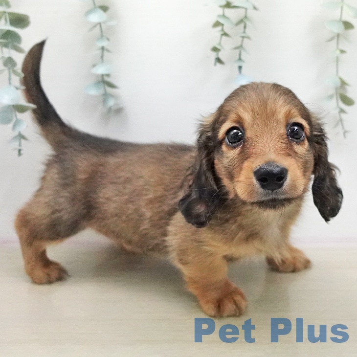 ミニチュア・ダックスフンド