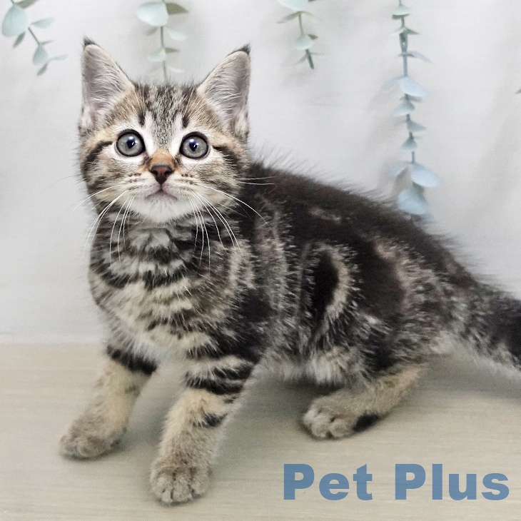 アメリカンショートヘアの写真2