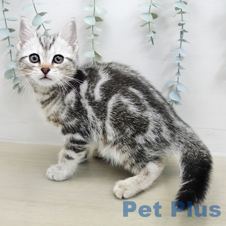 アメリカンショートヘアの写真2