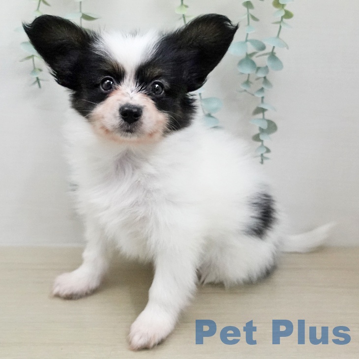 パピヨンの写真2