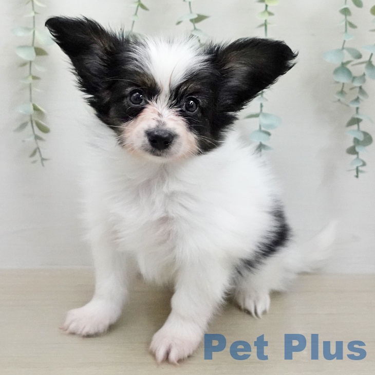 パピヨンの写真2