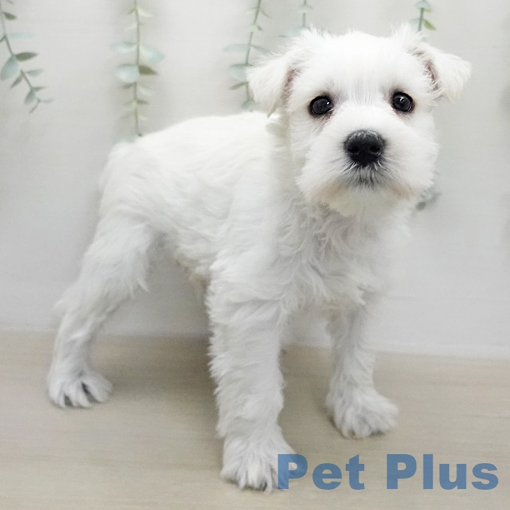 ミニチュア・シュナウザー