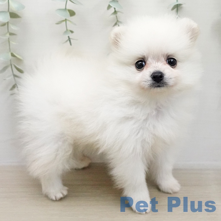 ポメラニアンの写真2