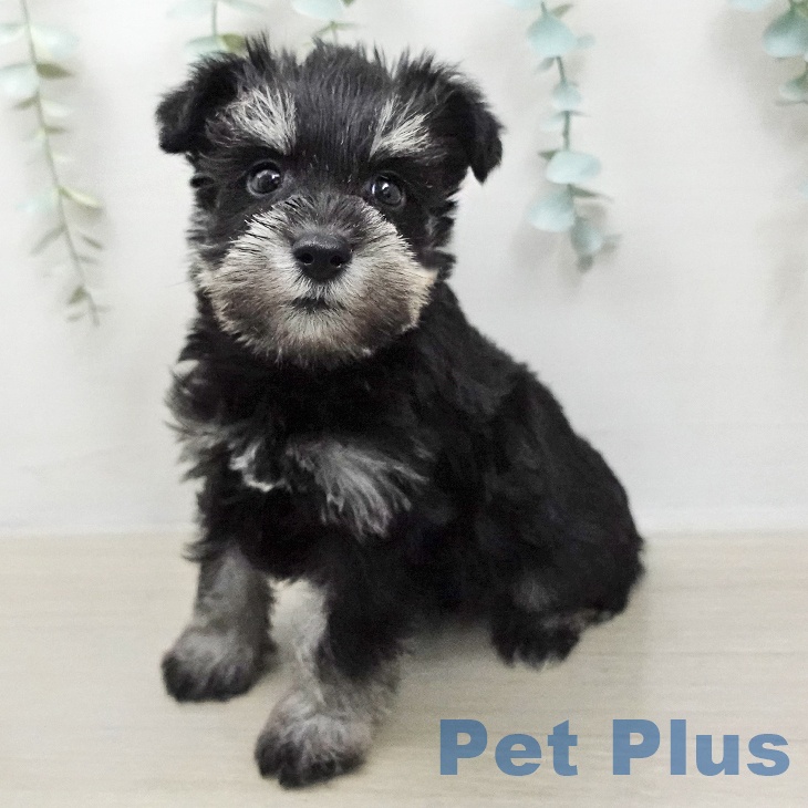 ミニチュア・シュナウザー