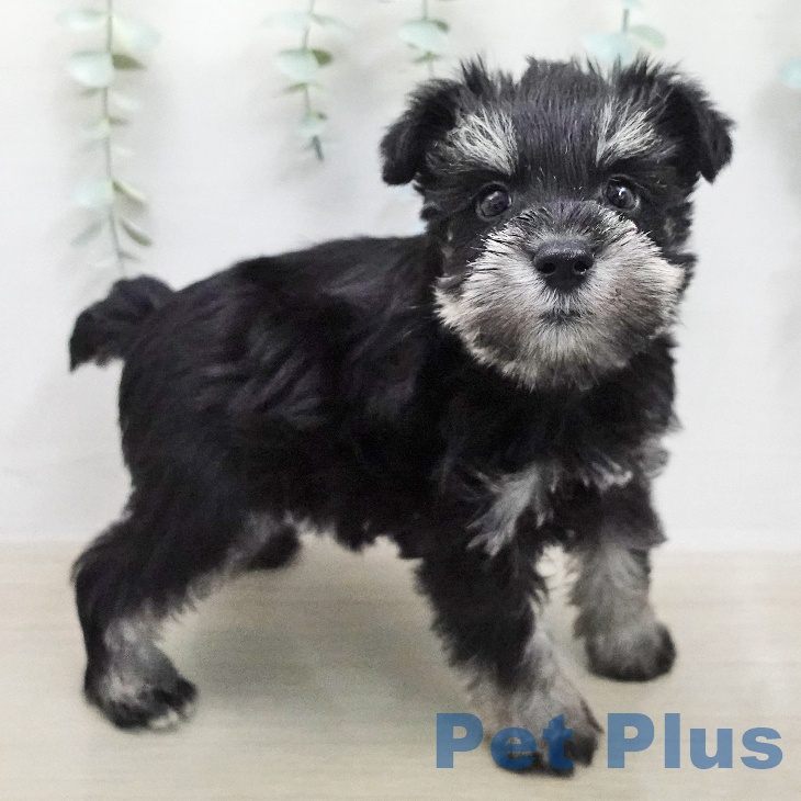 ミニチュア・シュナウザーの写真2