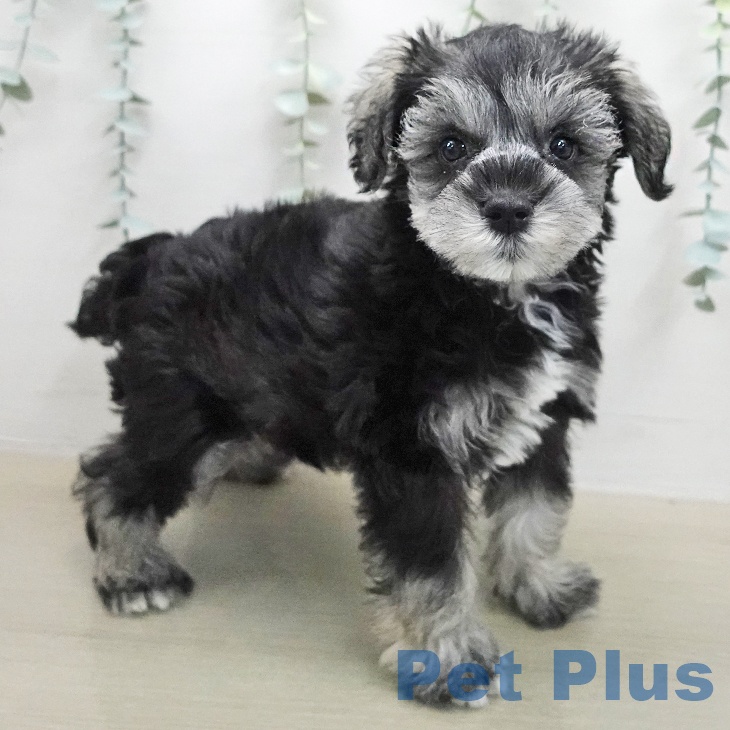 ミニチュア・シュナウザー