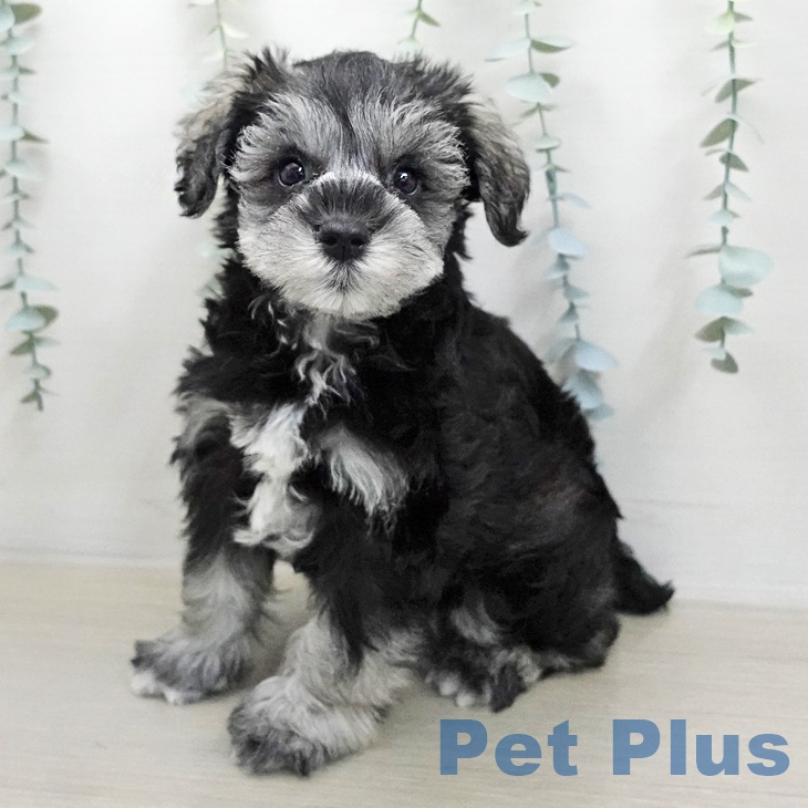 ミニチュア・シュナウザーの写真2