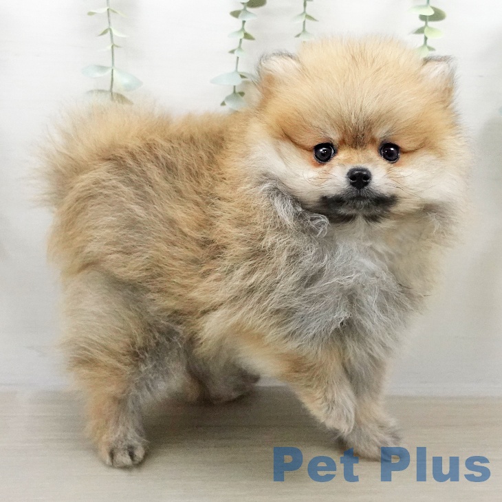 ポメラニアンの写真2