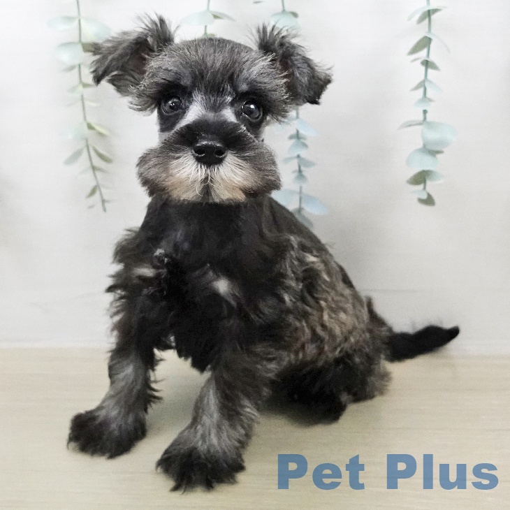 ミニチュア・シュナウザー