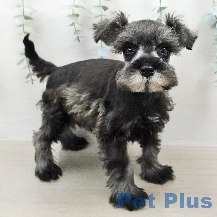 ミニチュア・シュナウザー