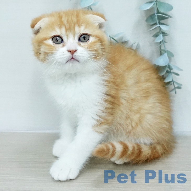 スコティッシュフォールド