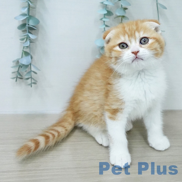 スコティッシュフォールドの写真2