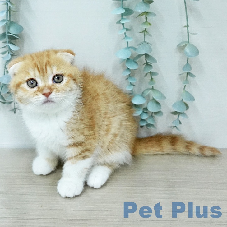 スコティッシュフォールドの写真2