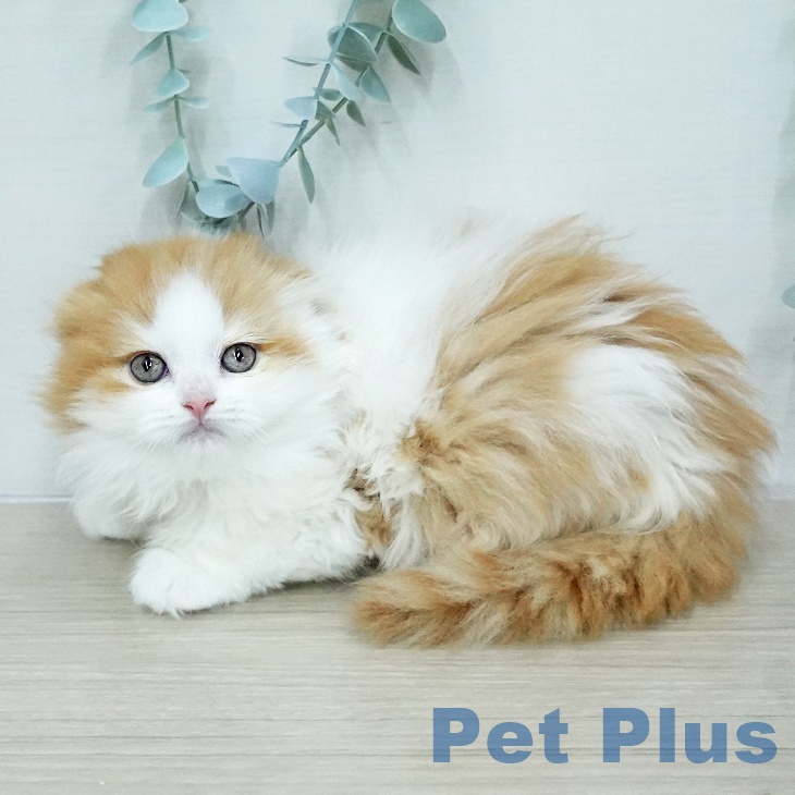 スコティッシュフォールドの写真2