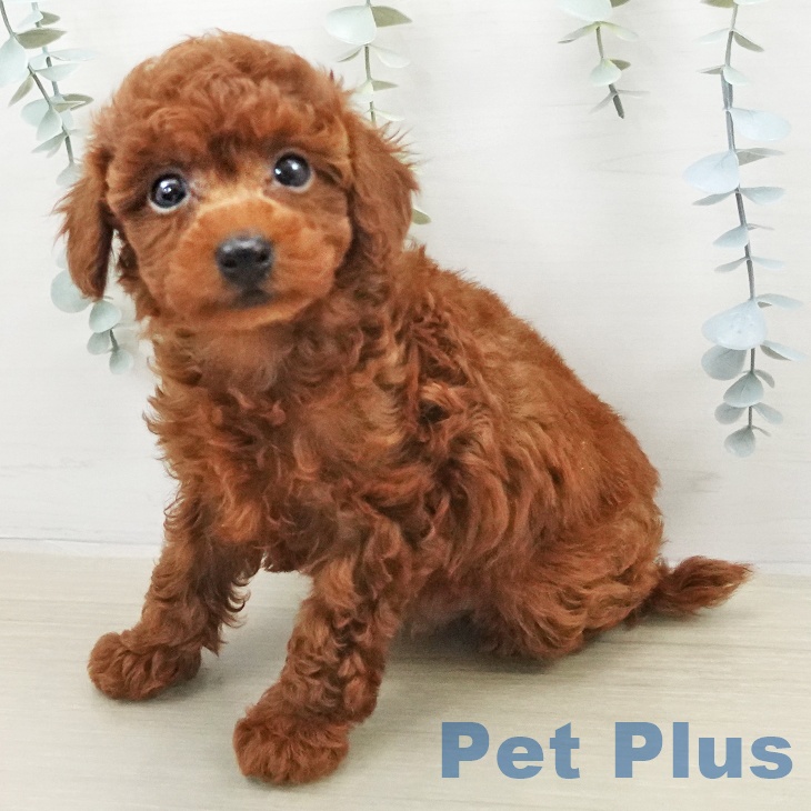 トイ・プードル