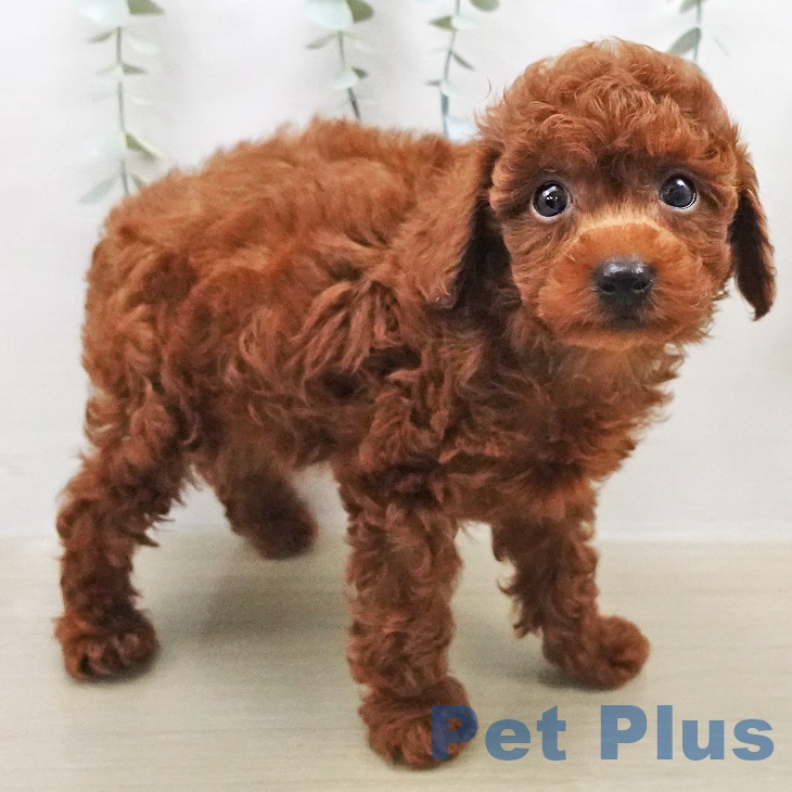 トイ・プードル