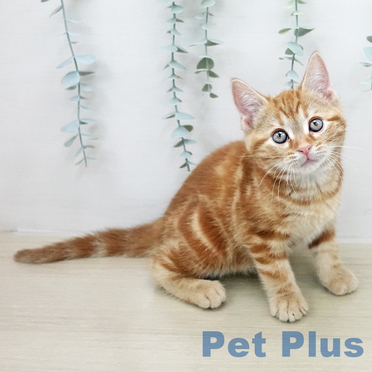 アメリカンショートヘア