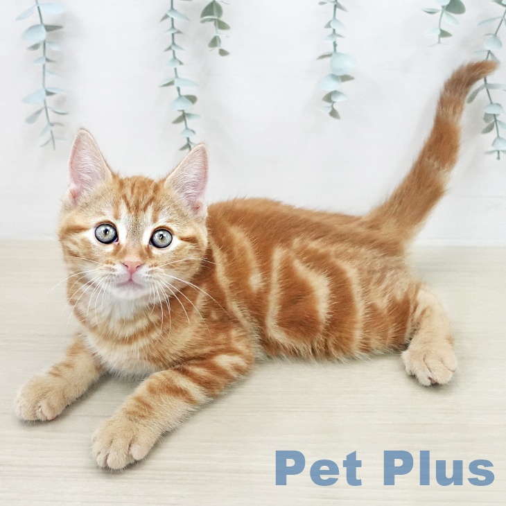 アメリカンショートヘアの写真2