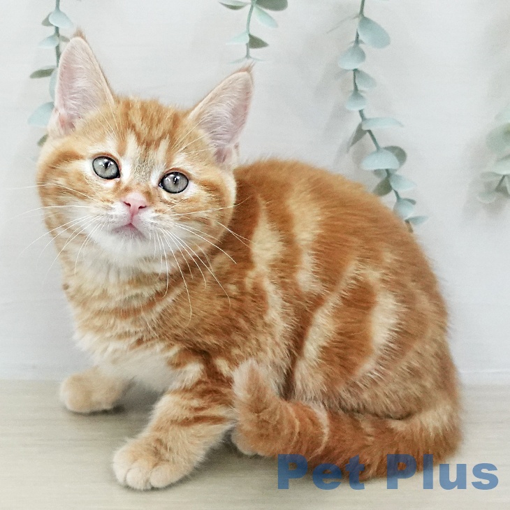 アメリカンショートヘア